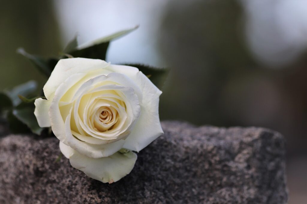 white rose, grey marble, purity symbol, condolence, loving memory, mood, gravestone, nature, outdoor, condolence, condolence, condolence, gravestone, gravestone, gravestone, gravestone, gravestone-4210719.jpg