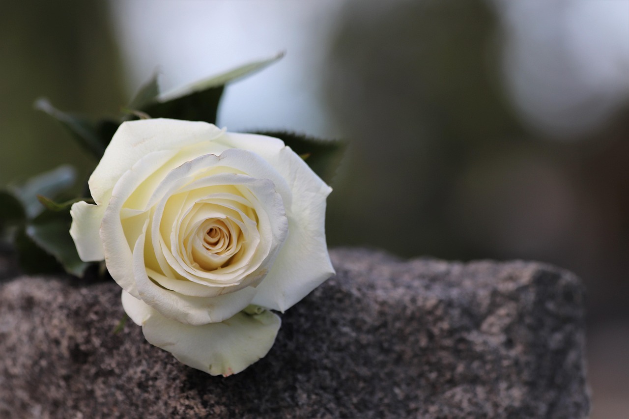 white rose, grey marble, purity symbol, condolence, loving memory, mood, gravestone, nature, outdoor, condolence, condolence, condolence, gravestone, gravestone, gravestone, gravestone, gravestone-4210719.jpg