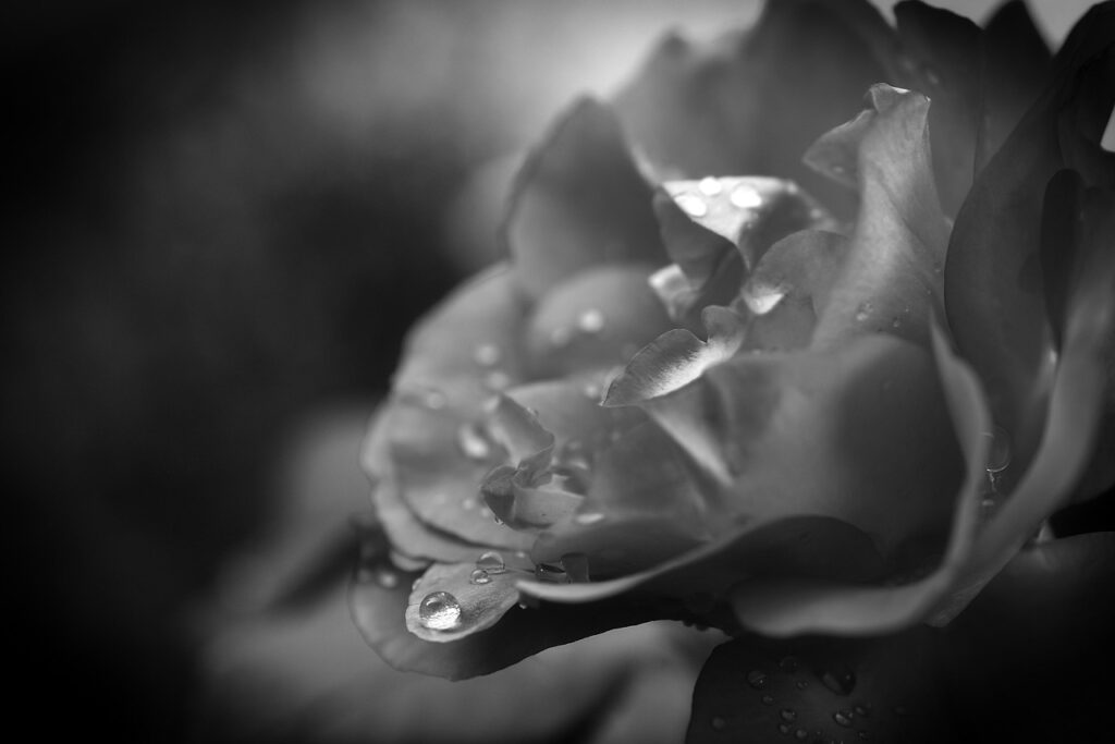 waterdrop, grief, trauerkarte, condolences, flower wallpaper, nature, farewell, beautiful flowers, rose flower, sadness, flower, flower background, rose, drops, romance-4447343.jpg